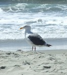 Seagull